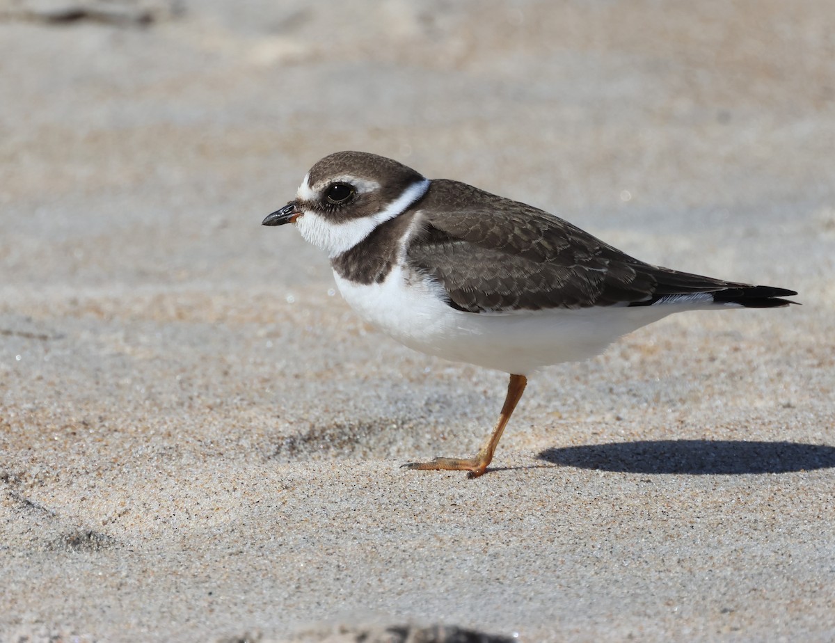 Semipalmated Plover - ML623952703