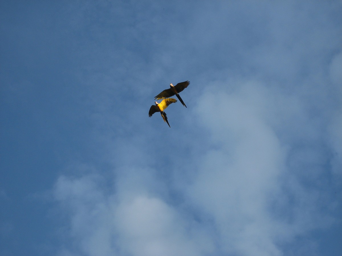 Blue-and-yellow Macaw - Jan-Thijs Menger