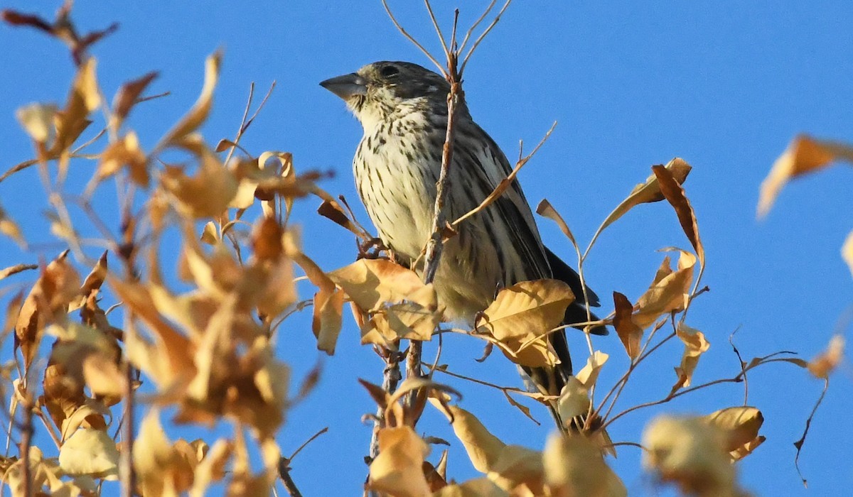 Lark Bunting - ML623952725