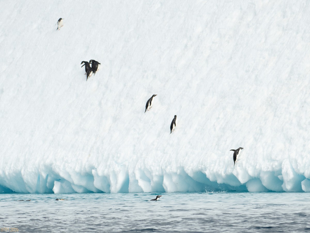 Adelie Penguin - ML623952748