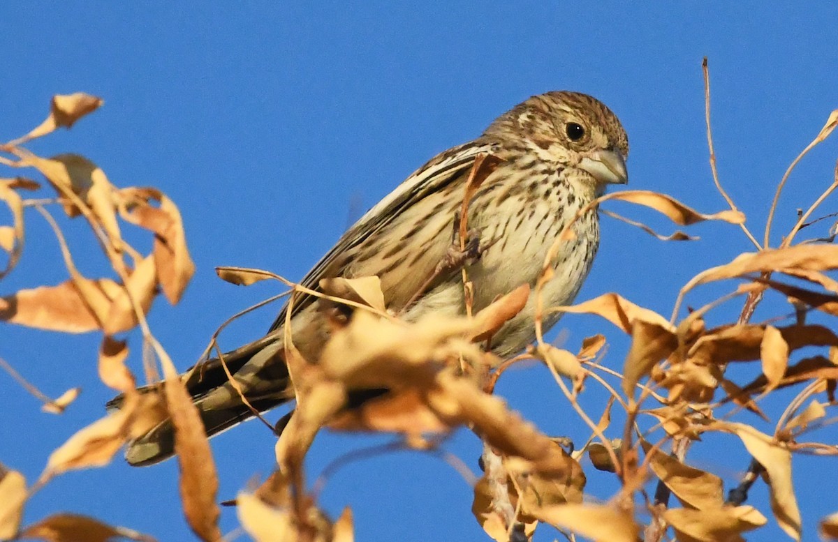 Lark Bunting - ML623952750