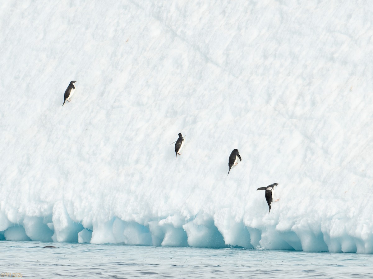 Adelie Penguin - ML623952751