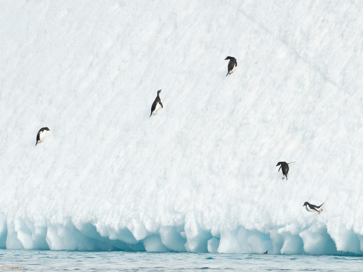 Adelie Penguin - ML623952752