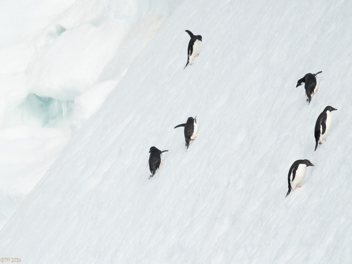 Adelie Penguin - ML623952754