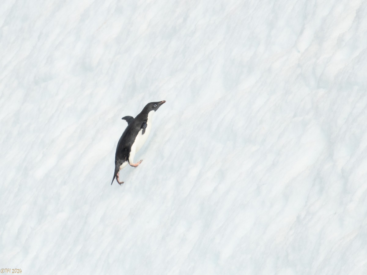 Adelie Penguin - ML623952759