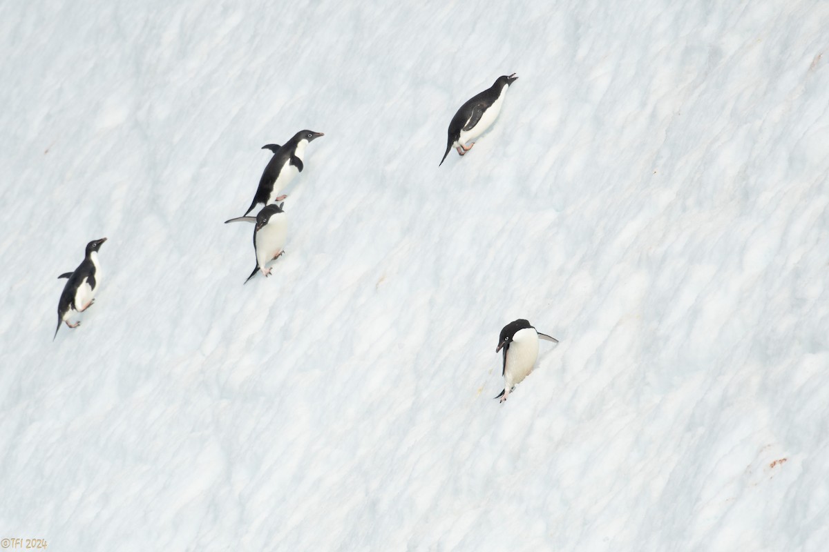 Adelie Penguin - ML623952761