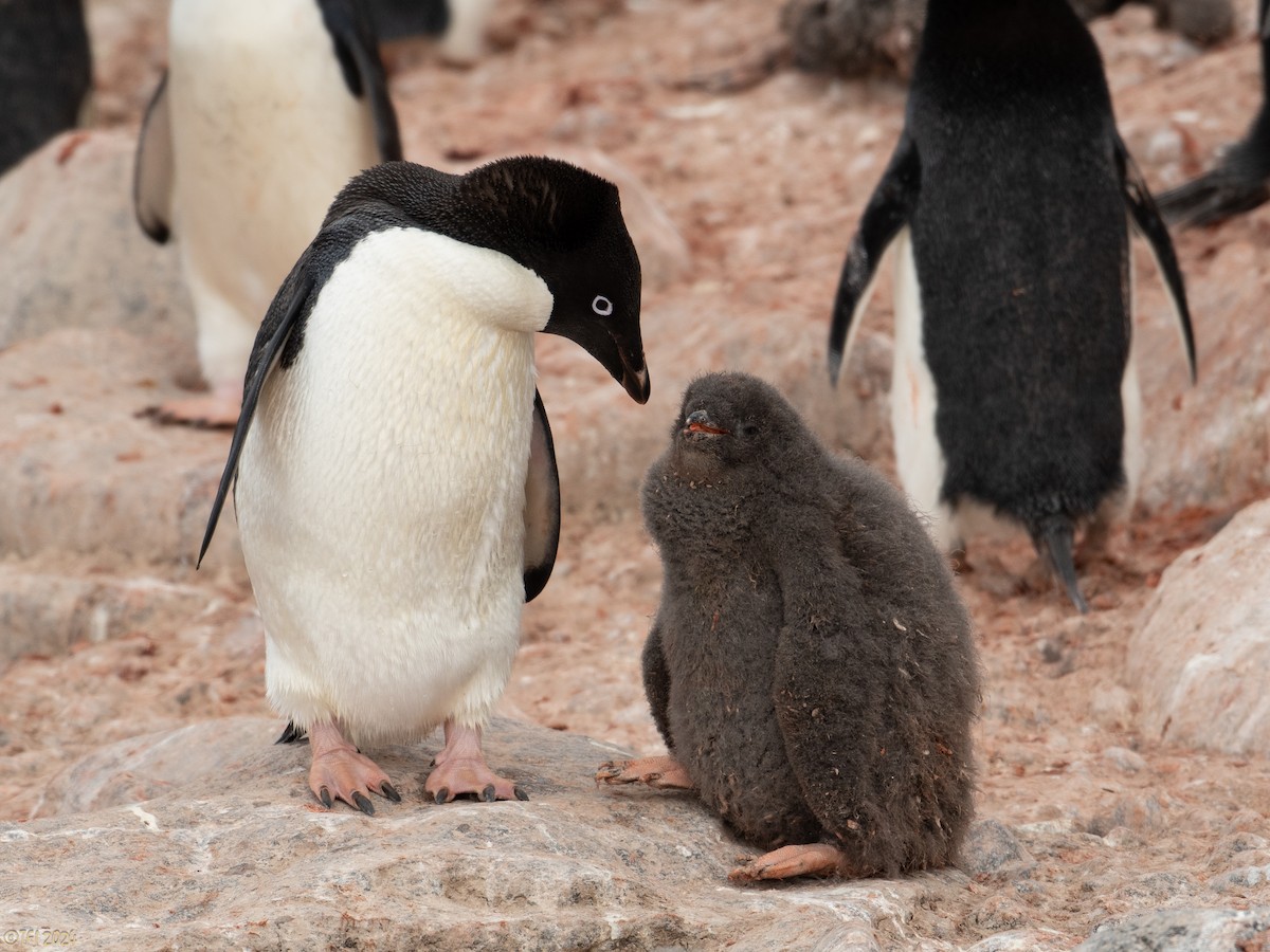 Adelie Penguin - ML623952765