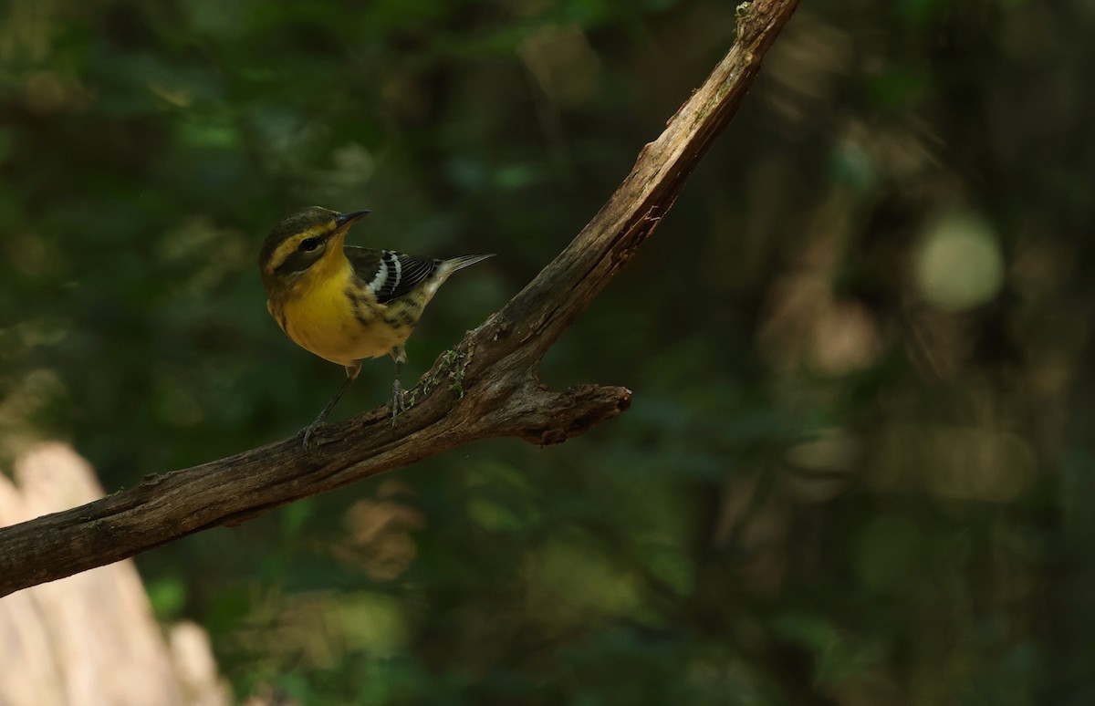 Blackburnian Warbler - Grace Simms  🐦‍⬛