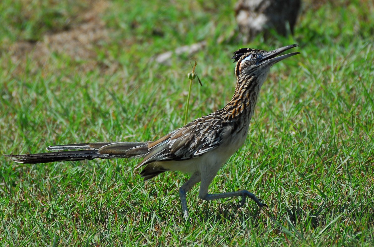 Greater Roadrunner - Tim Handren