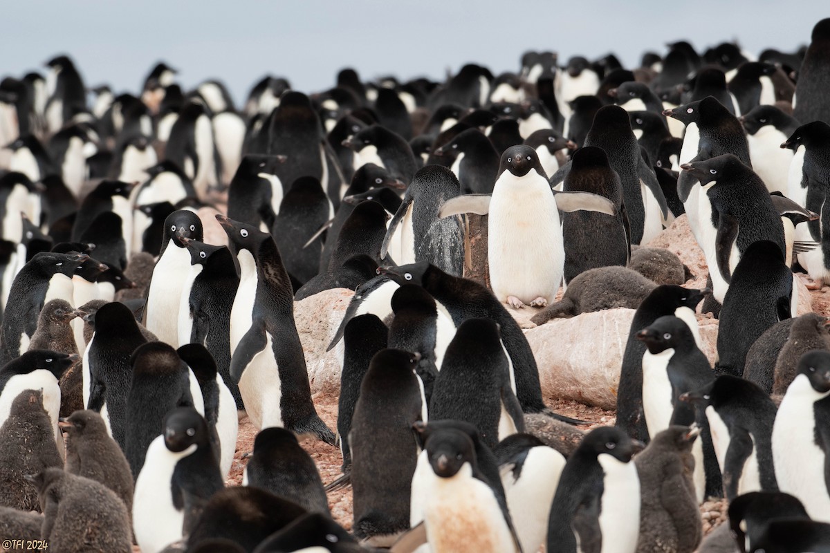 Adelie Penguin - ML623952770