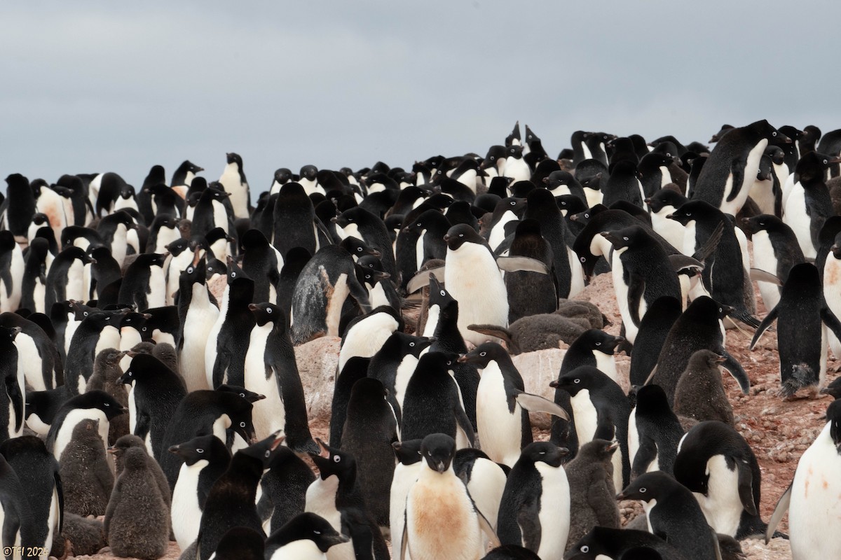 Adelie Penguin - ML623952771