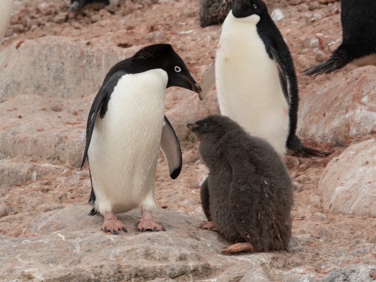 Adelie Penguin - ML623952772