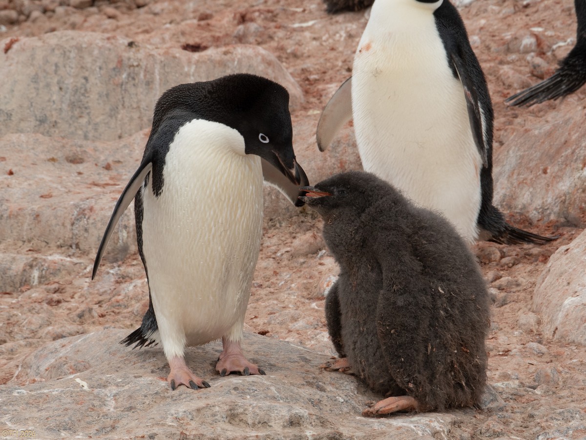 Pingüino de Adelia - ML623952773