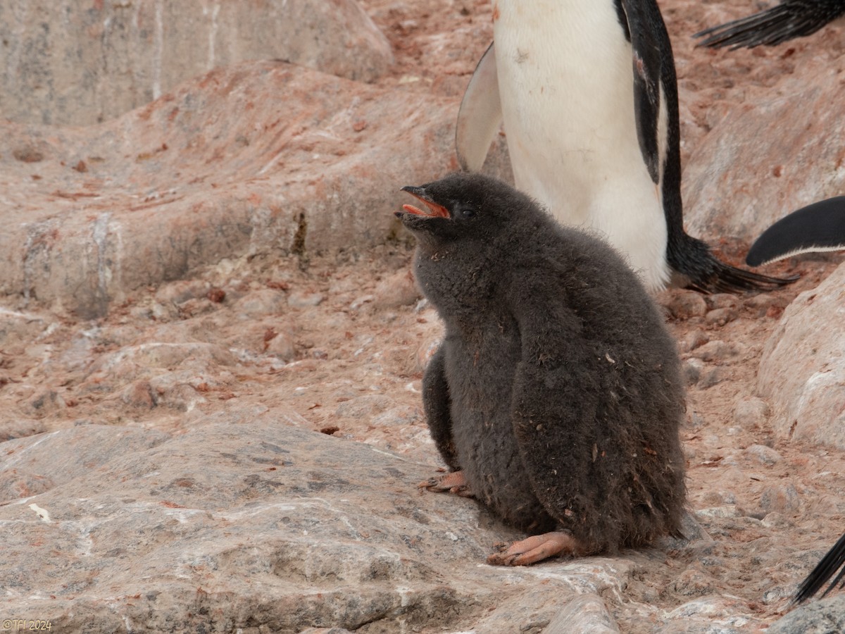 Adelie Penguin - ML623952774