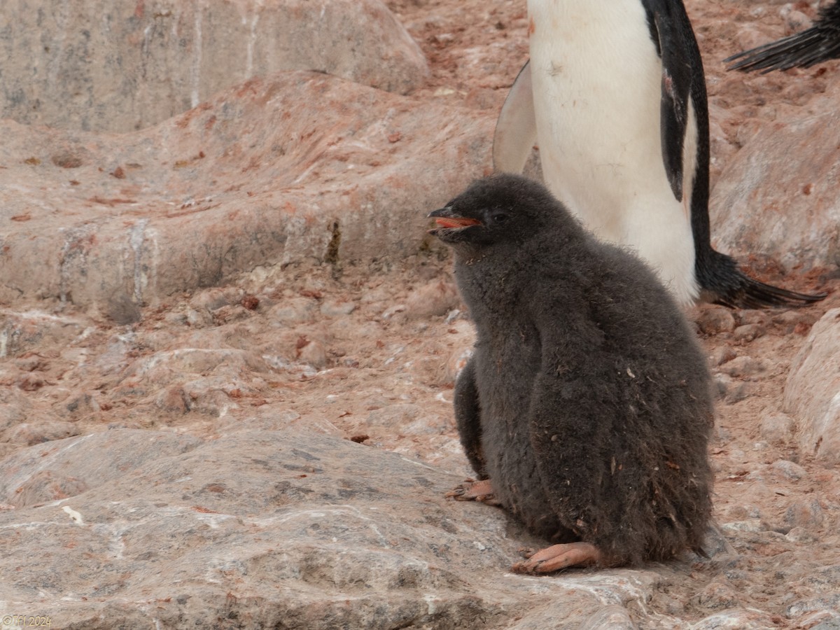 Pingüino de Adelia - ML623952777