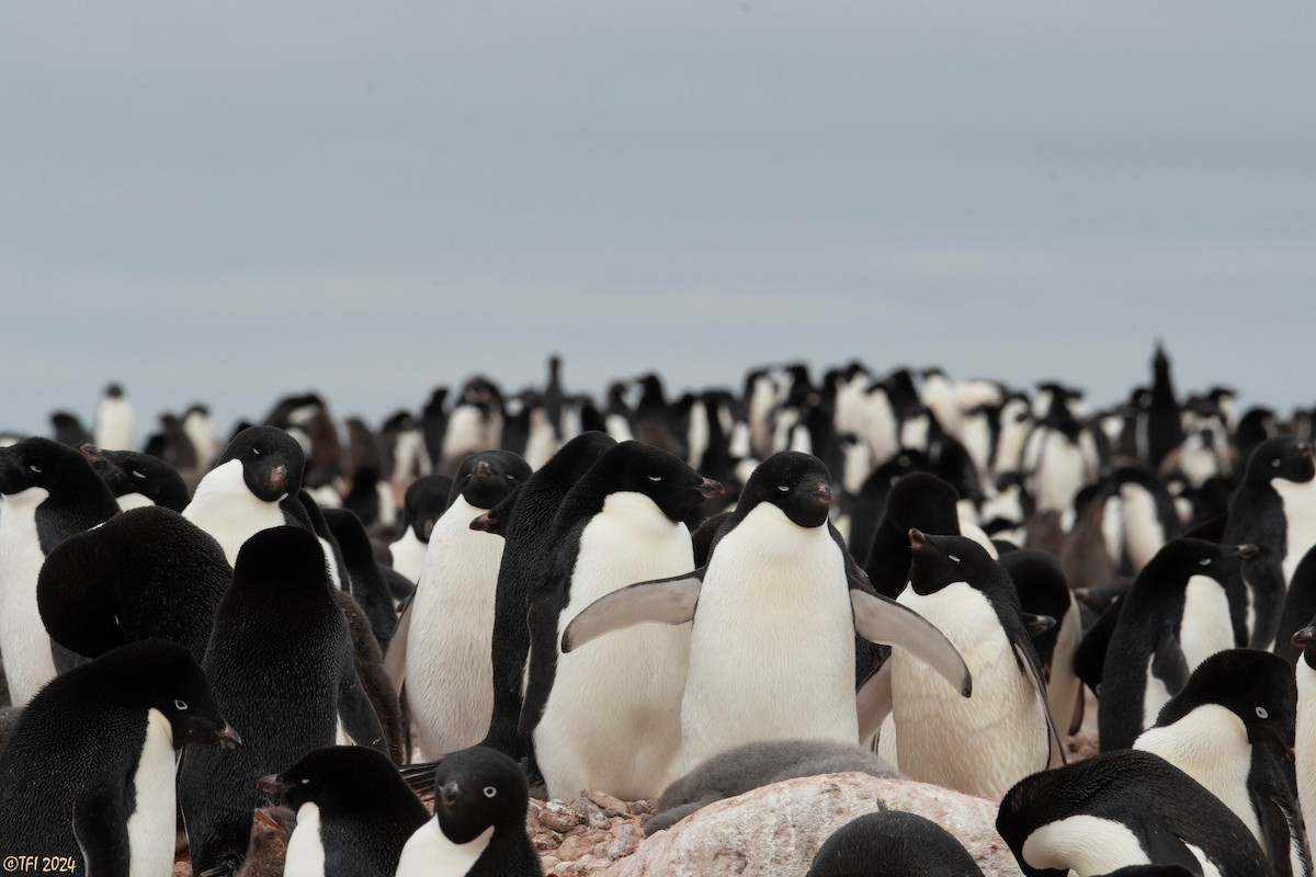 Adelie Penguin - ML623952783