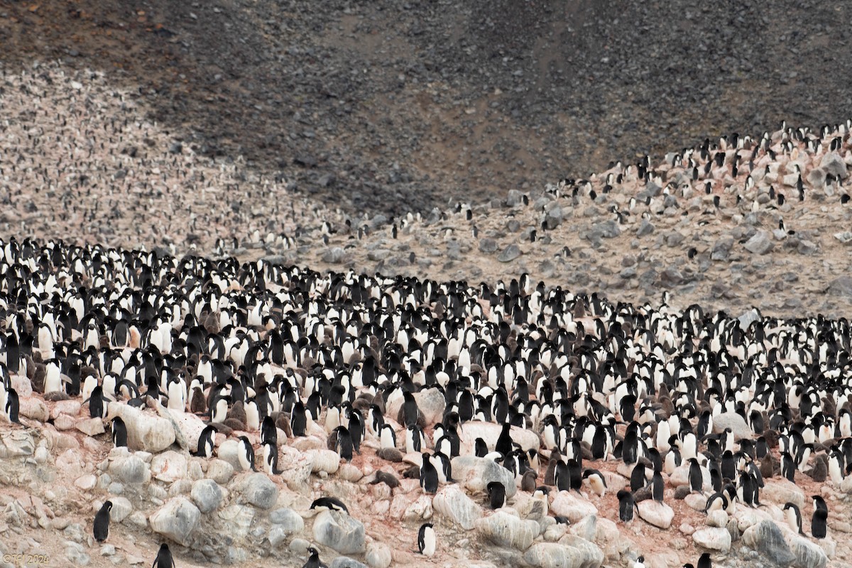 Adelie Penguin - ML623952784