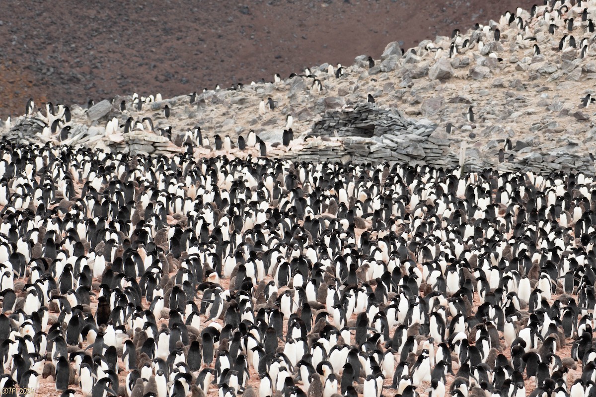 Adelie Penguin - ML623952786