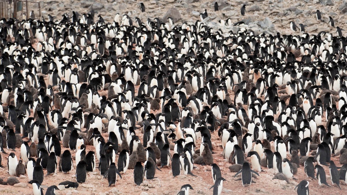 Adelie Penguin - ML623952787