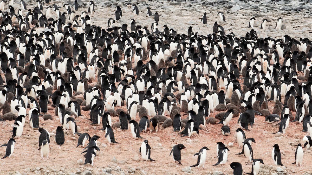 Adelie Penguin - ML623952792