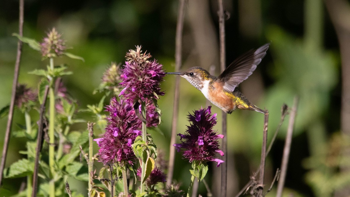 Bumblebee Hummingbird - ML623952801