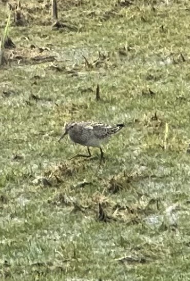 Pectoral Sandpiper - Frank Lenik