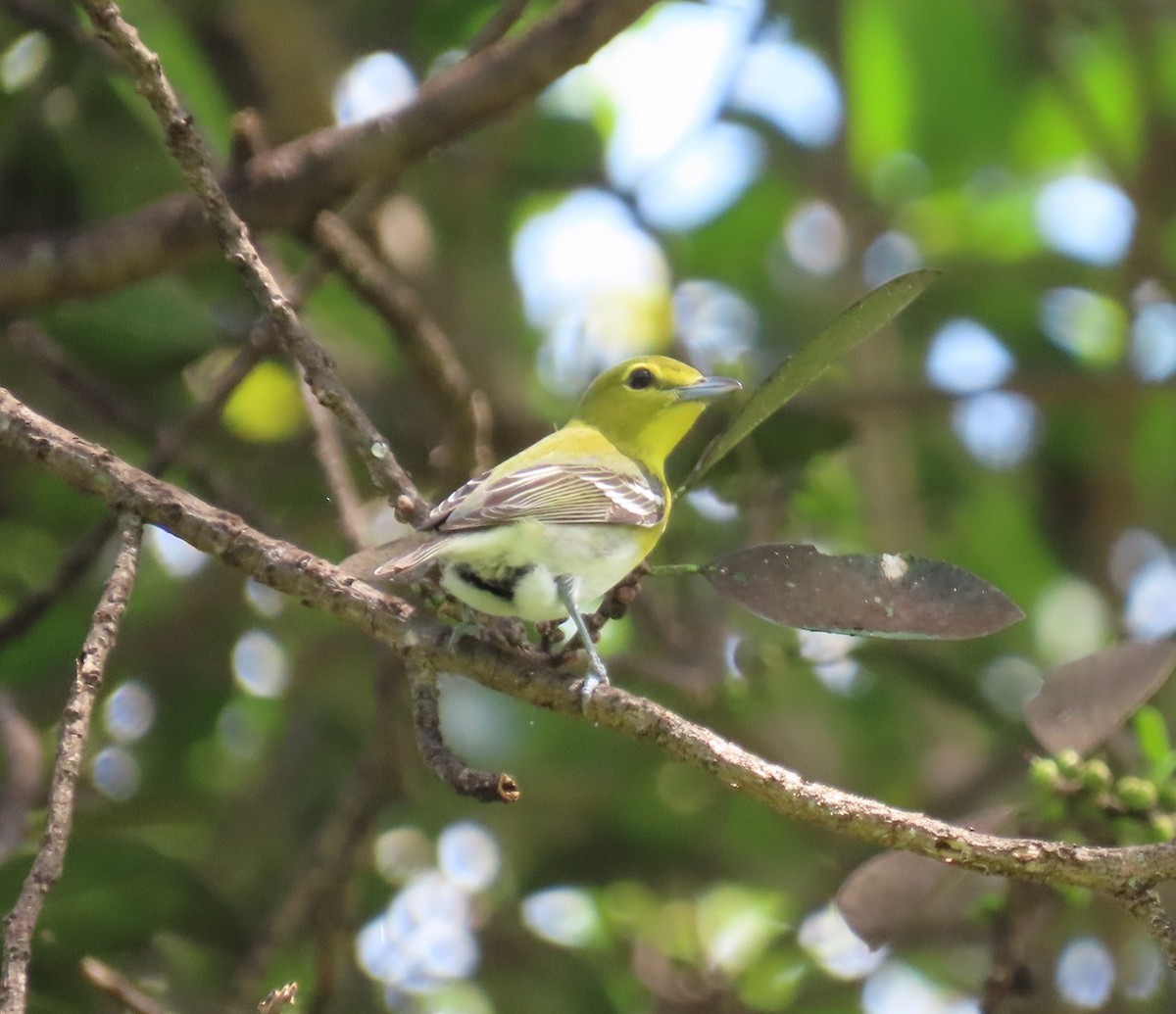 Yellow-throated Vireo - Gael Silverblatt