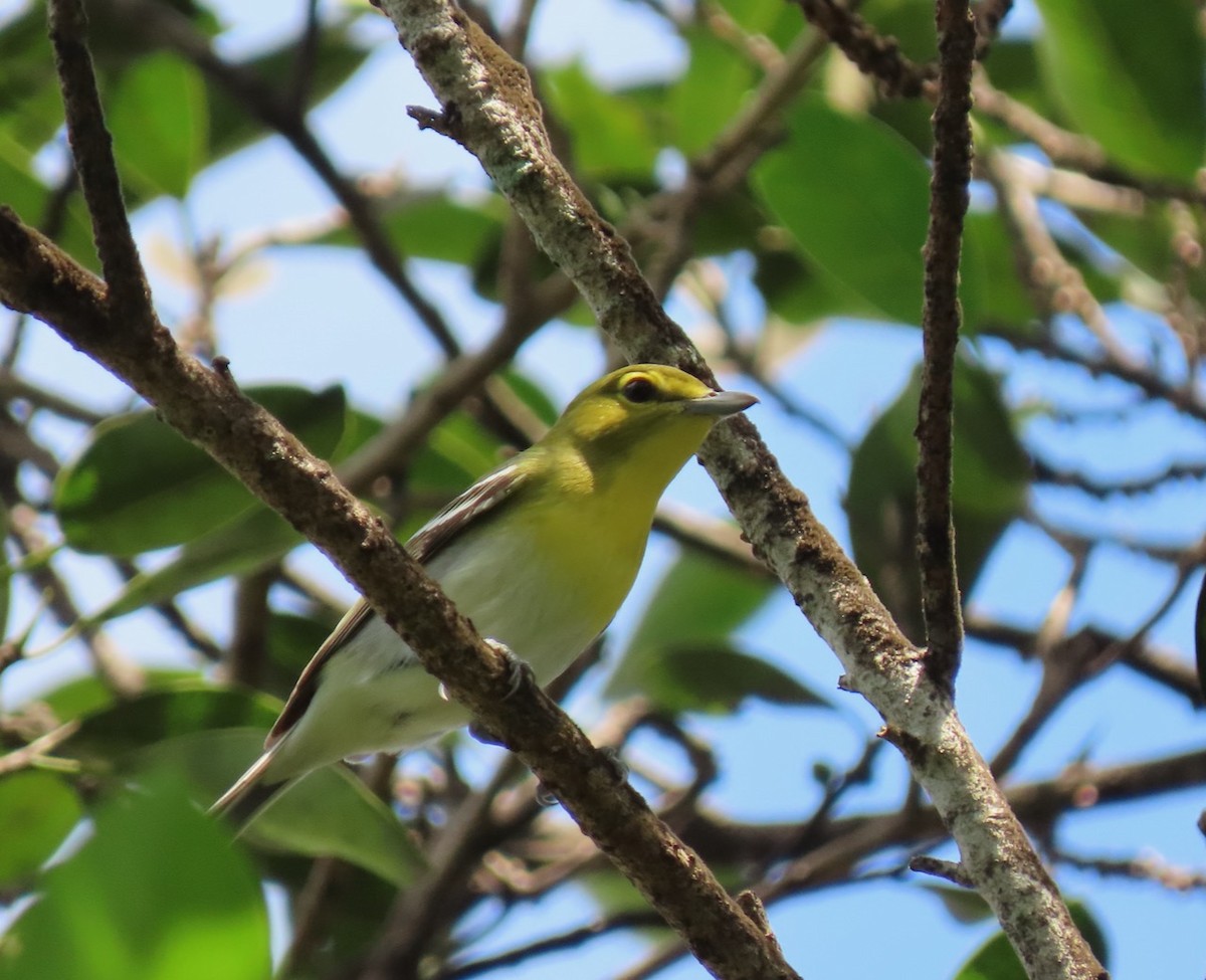 Gelbkehlvireo - ML623952817