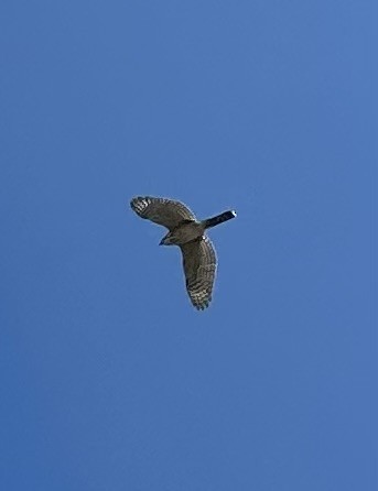 Sharp-shinned Hawk (Northern) - ML623952826