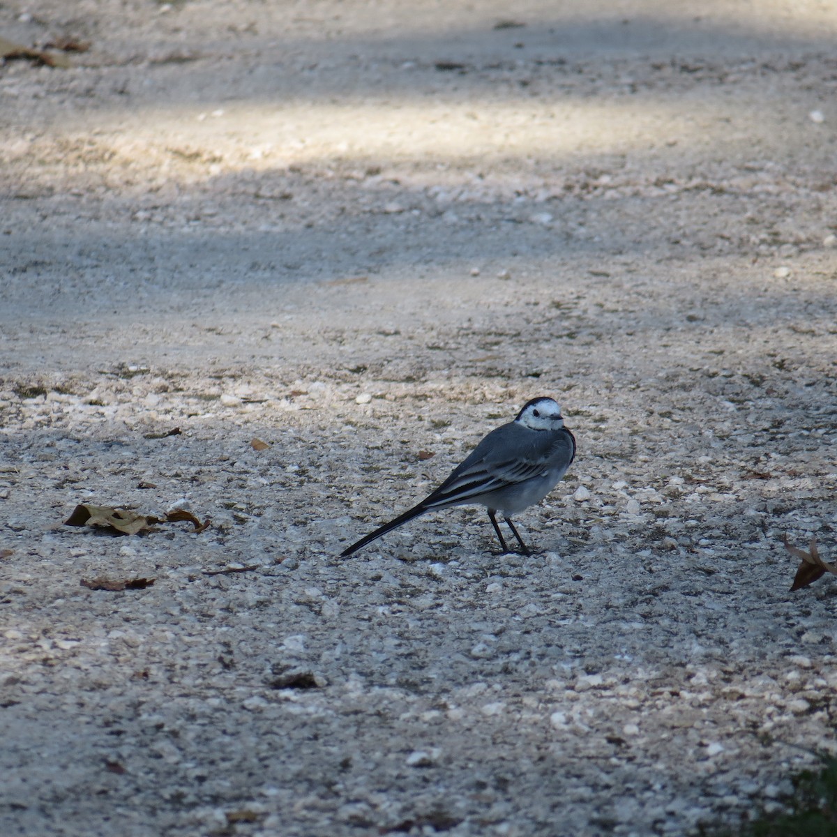 Lavandera Blanca (blanca euroasiática) - ML623952847