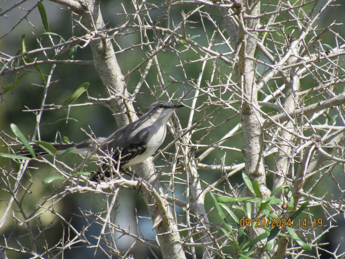 Northern Mockingbird - ML623952855