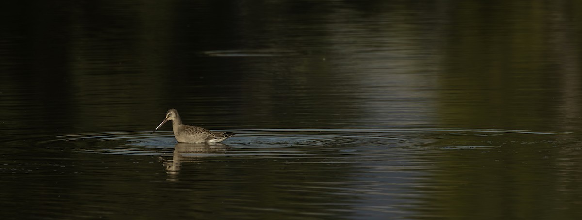 Hudsonian Godwit - ML623952857