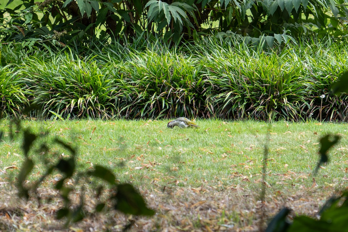 Eurasian Green Woodpecker - João Miguel Albuquerque