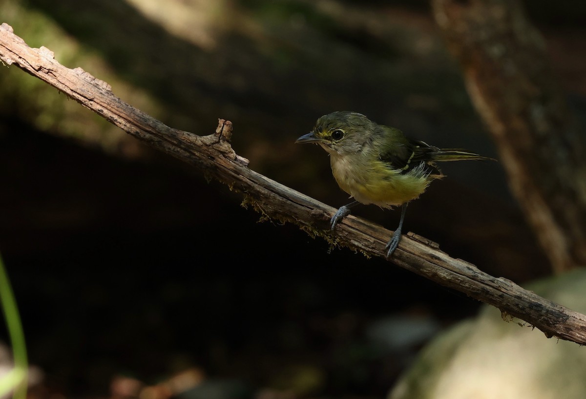 Vireo Ojiblanco - ML623952873