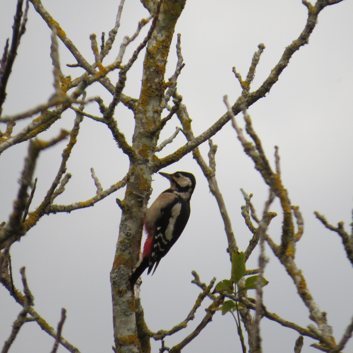 Great Spotted Woodpecker - ML623952878