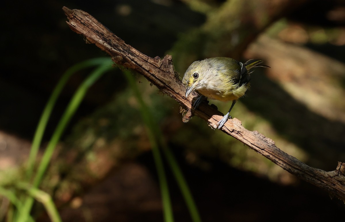 Vireo Ojiblanco - ML623952884