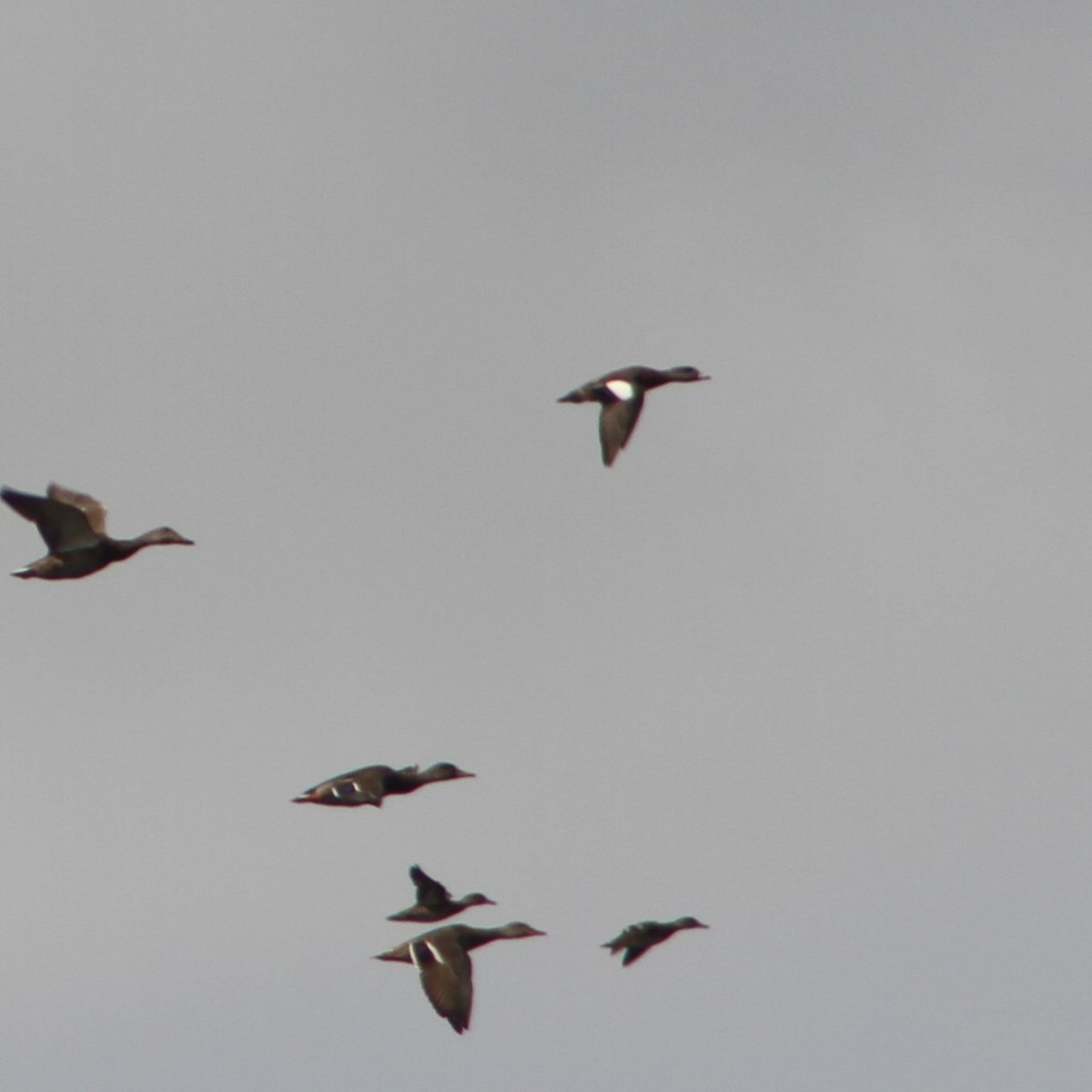 American Wigeon - ML623952898