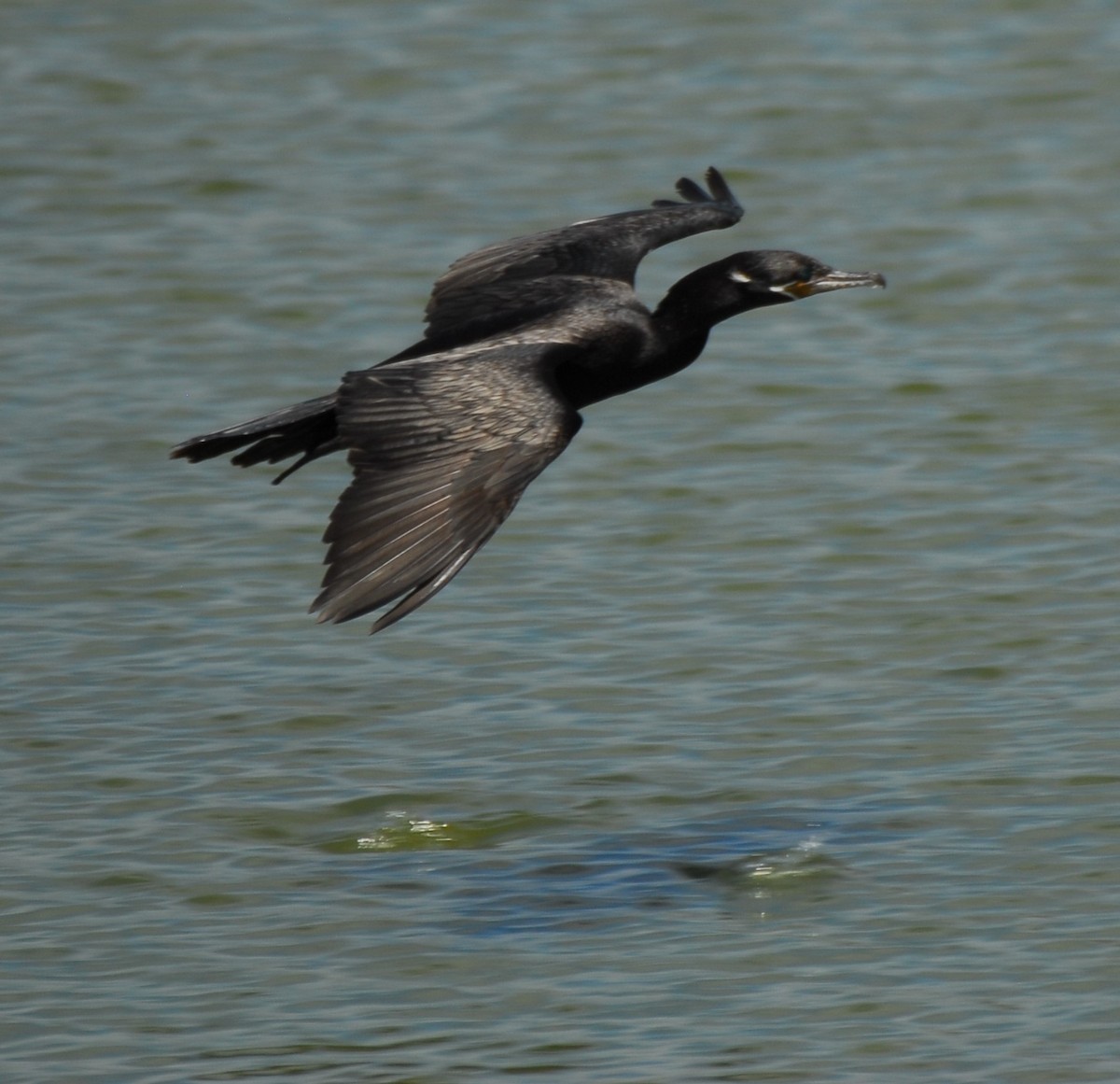 Neotropic Cormorant - Tim Handren