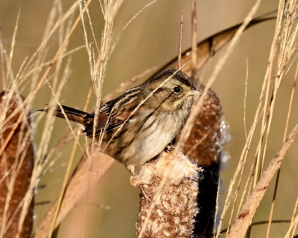 Swamp Sparrow - ML623952908