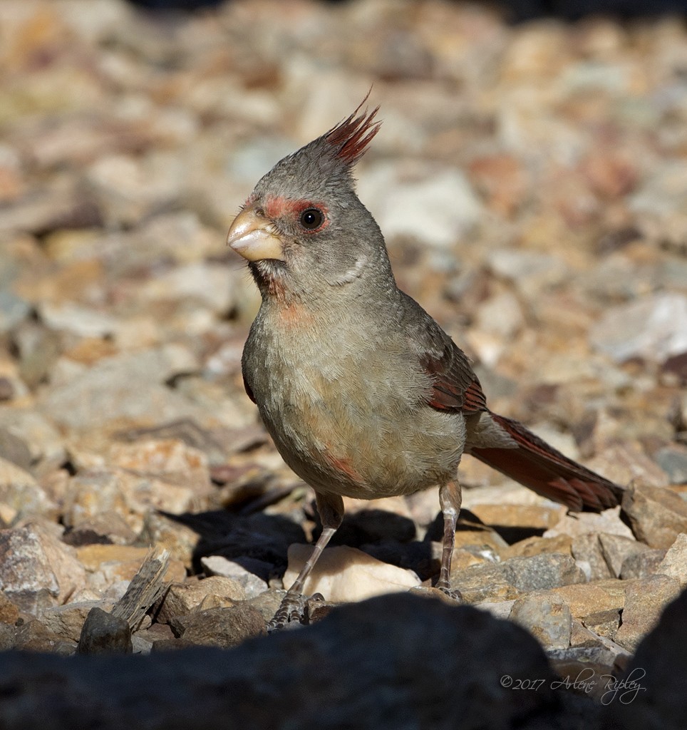 Pyrrhuloxia - ML62395291