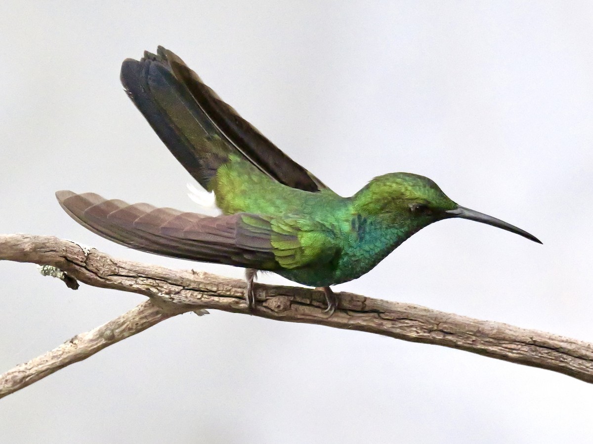 Colibrí de Buffon - ML623952928