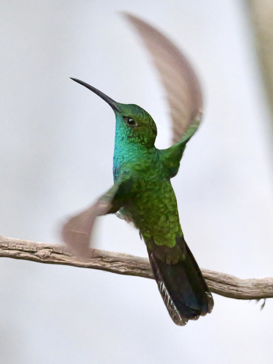 Colibrí de Buffon - ML623952929