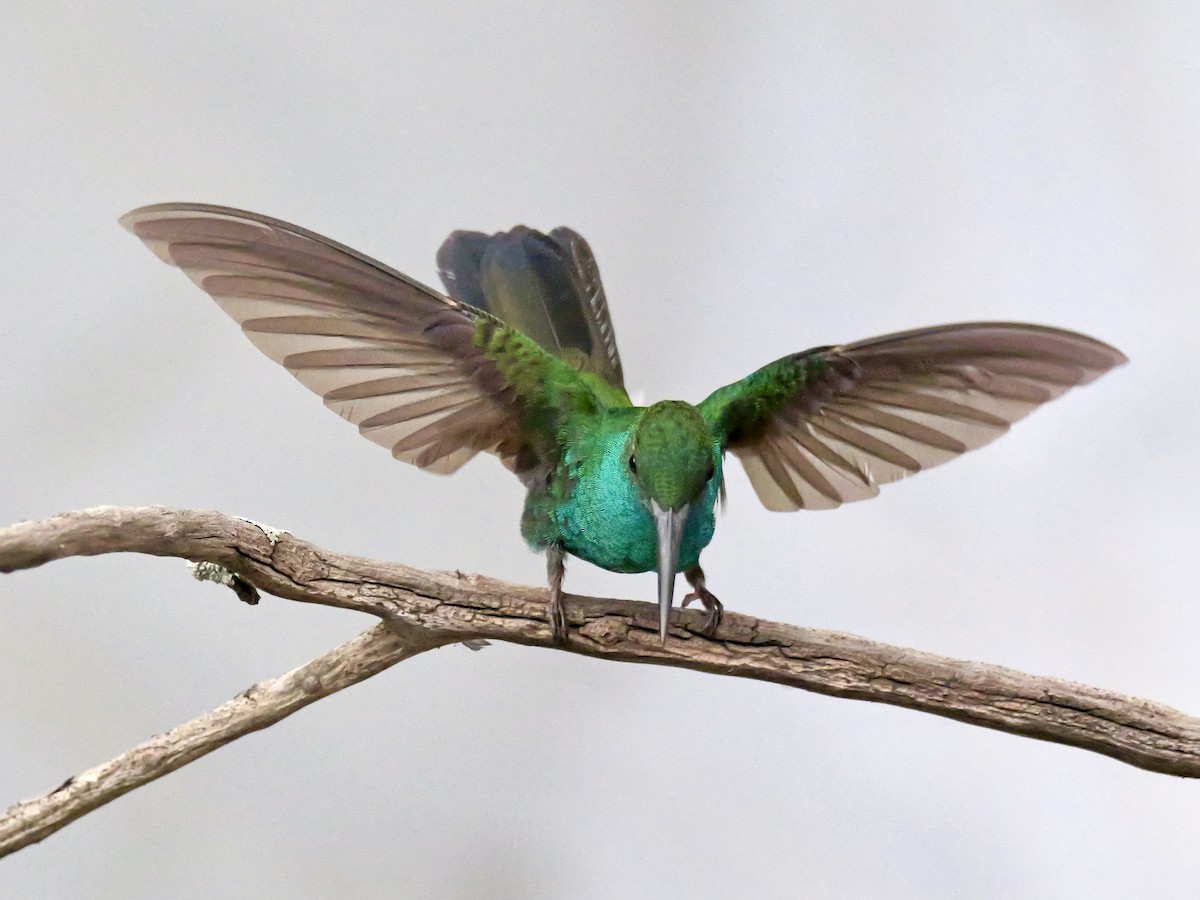 Colibrí de Buffon - ML623952939