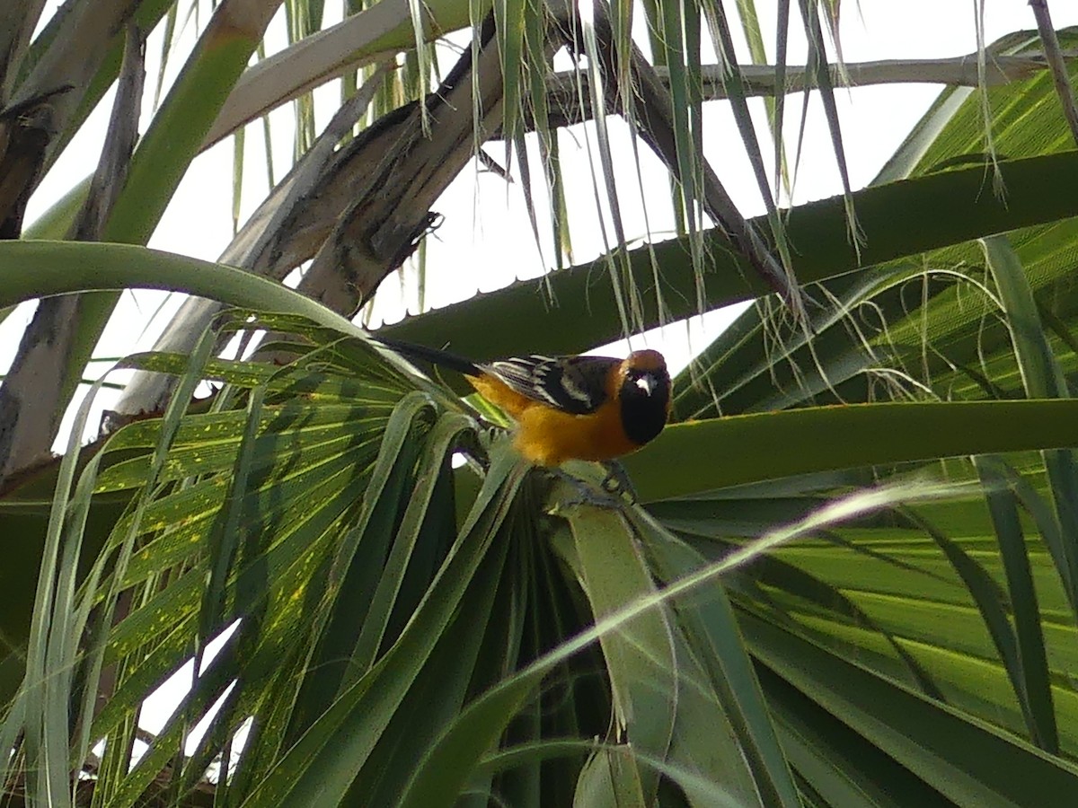 Hooded Oriole - ML623952951