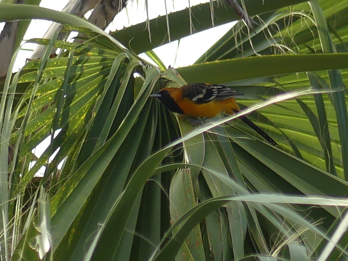 Hooded Oriole - ML623952952