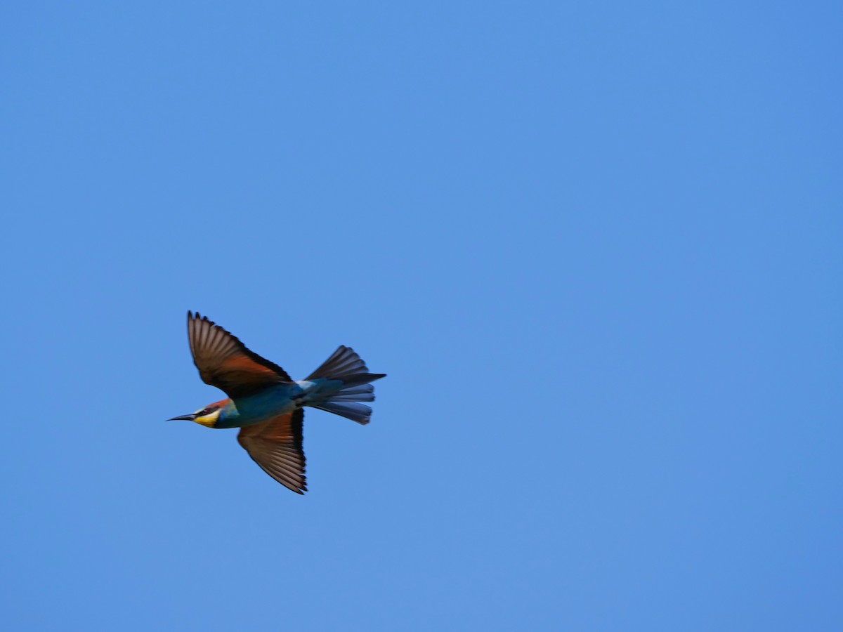 European Bee-eater - ML623952962