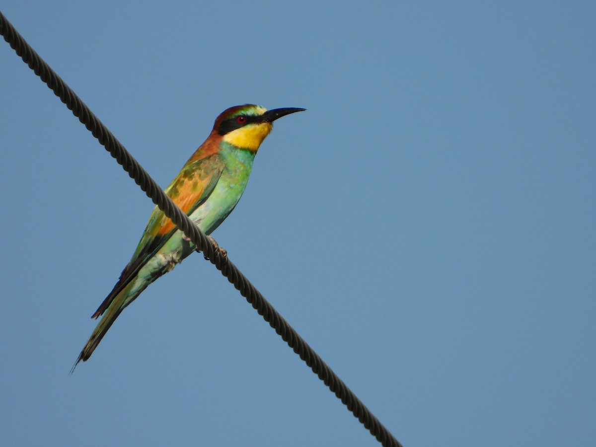 European Bee-eater - ML623952963