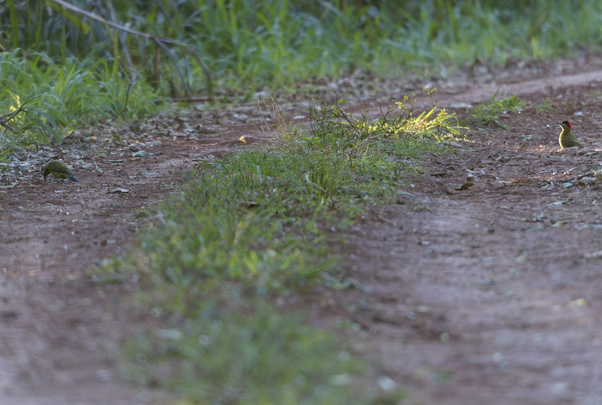 Green-barred Woodpecker - ML623953015