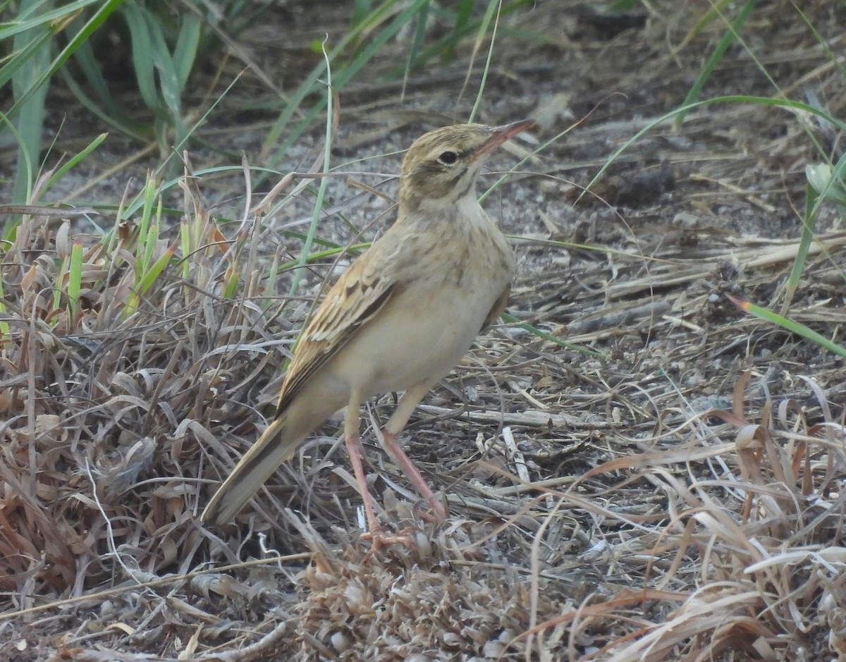 Tawny Pipit - ML623953020