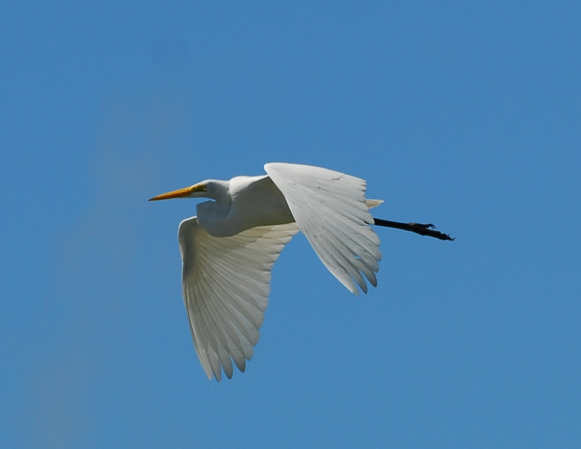 Great Egret - Tim Handren